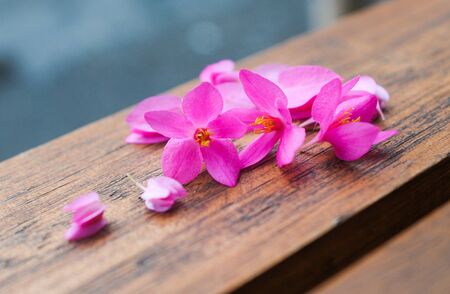 Antigon flowers on the wooden table at spring garden in sunny day.の写真素材