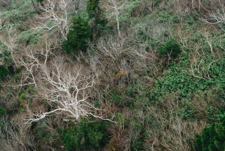 Scenery of Hakkoda Mountains in autumn. Hakkoda is one of the best fall destinations in the Tohoku region.の写真素材