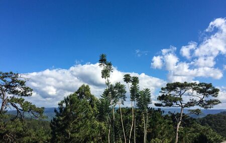 Pine tree forest at summer day in Dalat Highlands, Vietnam.