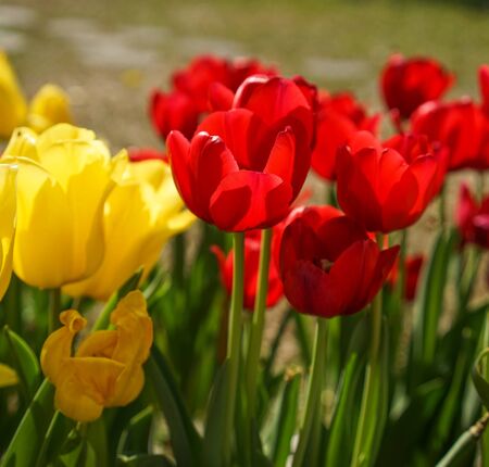Colorful tulip flowers blooming at public park in Saigon (Ho Chi Minh City), Vietnam.の写真素材