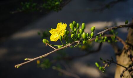 Ochna integerrima flowers for Lunar New Year (Vietnamese Tet) in Southern Vietnam.の写真素材