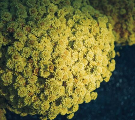 Daisy flowers blooming at the park in Saigon, Southern Vietnam.の写真素材