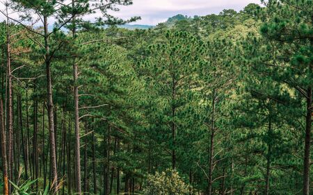 Green pine tree forest in Dalat Highlands, Vietnam.