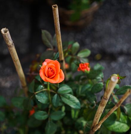 Rose garden at spring time in Saigon, Vietnam.の写真素材