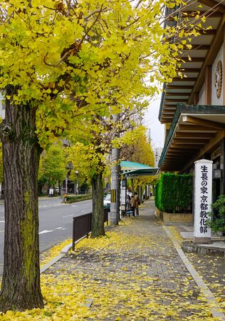 Kyoto, Japan - Nov 28, 2016. Walking street with ginkgo trees at autumn in Kyoto, Japan. Kyoto served as Japan capital and the emperor residence from 794 until 1868.のeditorial素材