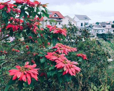 Poinsettia red flowers blooming at the park in Dalat, Vietnam.