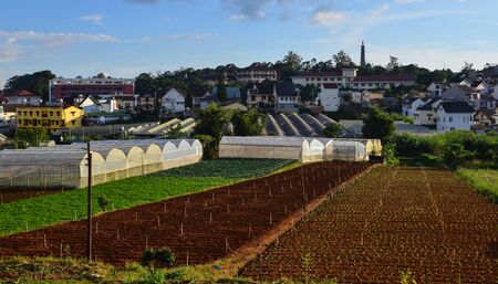 Vegetable field at sunny day in Dalat, Vietnam.