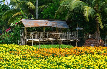 Marigold flower field at spring time in Mekong Delta, Vietnam.の写真素材
