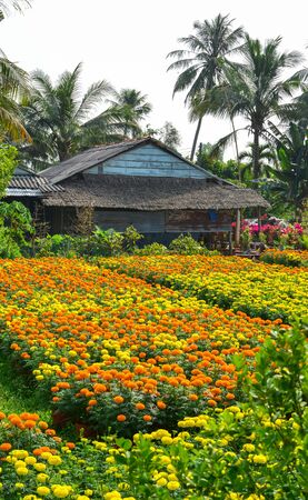 Marigold flower field at spring time in Mekong Delta, Vietnam.の写真素材