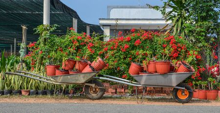 Wheelbarrow carrying flower pots at spring time in Mekong Delta, Vietnam.の写真素材