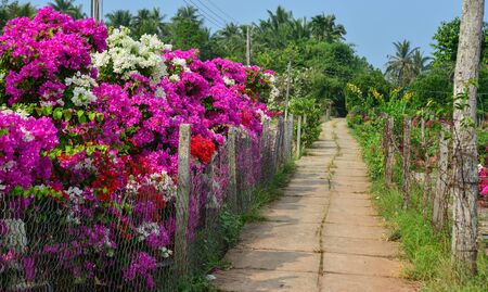 Bougainvillaea flowers blooming at the garden in Mekong Delta, Vietnam.の写真素材