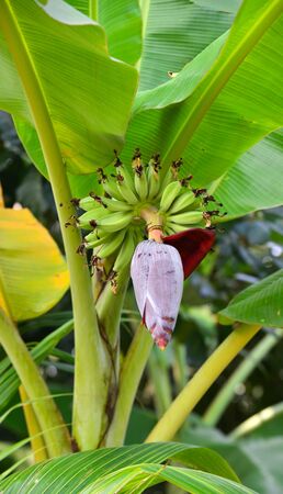 Banana flower with young fruits on the tree in Mekong Delta, Vietnam.の写真素材