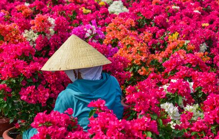 A woman with conical hat woring at Bougainvillaea flower plantation in Mekong Delta, Vietnam.の写真素材
