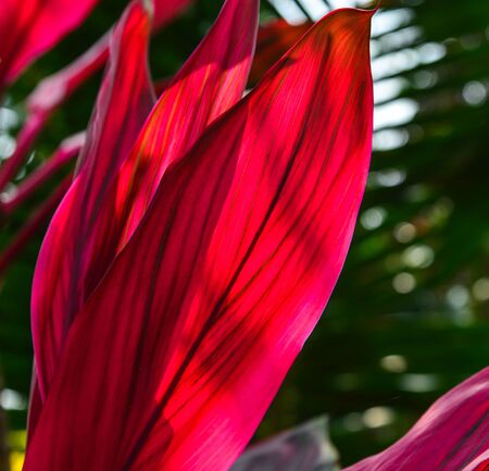 Red leaves under sun lights at the garden in spring time.の写真素材