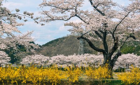 Miyagi, Japan - Apr 14, 2019. Cherry blossom at riverbank park of Shiroishi River in Miyagi, Japan. Hanami (cherry blossom) is a cultural symbol of Japan, one of the events to attract tourists.のeditorial素材
