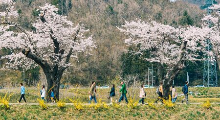 Miyagi, Japan - Apr 14, 2019. Cherry blossom at riverbank park of Shiroishi River in Miyagi, Japan. Hanami (cherry blossom) is a cultural symbol of Japan, one of the events to attract tourists.のeditorial素材