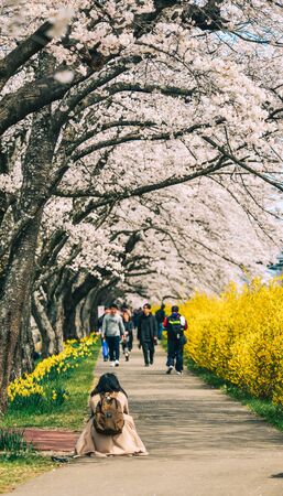 Miyagi, Japan - Apr 14, 2019. Cherry blossom at riverbank park of Shiroishi River in Miyagi, Japan. Hanami (cherry blossom) is a cultural symbol of Japan, one of the events to attract tourists.のeditorial素材