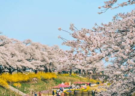 Miyagi, Japan - Apr 14, 2019. Cherry blossom at riverbank park of Shiroishi River in Miyagi, Japan. Hanami (cherry blossom) is a cultural symbol of Japan, one of the events to attract tourists.のeditorial素材