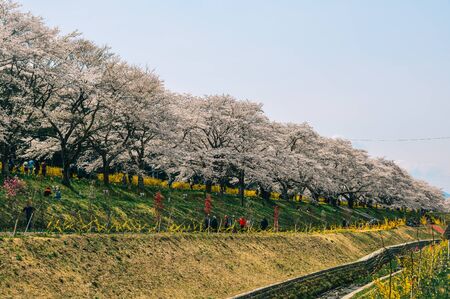 Miyagi, Japan - Apr 14, 2019.  Cherry blossom at riverbank park of Shiroishi River in Miyagi, Japan. Hanami (cherry blossom) is a cultural symbol of Japan, one of the events to attract tourists.のeditorial素材