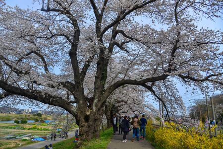 Miyagi, Japan - April 14, 2019. Cherry blossom at riverbank park of Shiroishi River in Miyagi, Japan. Hanami (cherry blossom) is a cultural symbol of Japan, one of the events to attract tourists.のeditorial素材