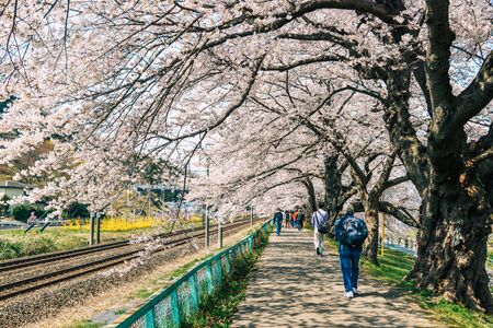 Miyagi, Japan - April 14, 2019. Cherry blossom at riverbank park of Shiroishi River in Miyagi, Japan. Hanami (cherry blossom) is a cultural symbol of Japan, one of the events to attract tourists.のeditorial素材