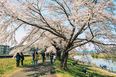 Miyagi, Japan - April 14, 2019. Cherry blossom at riverbank park of Shiroishi River in Miyagi, Japan. Hanami (cherry blossom) is a cultural symbol of Japan, one of the events to attract tourists.のeditorial素材