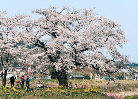 Miyagi, Japan - Apr 14, 2019. Cherry blossom at riverbank park of Shiroishi River in Miyagi, Japan. Hanami (cherry blossom) is a cultural symbol of Japan, one of the events to attract tourists.のeditorial素材
