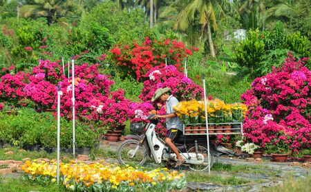 Ben Tre, Vietnam - Jan 19, 2020. Bougainvillaea flowers blooming at the garden in Mekong Delta, Vietnam.のeditorial素材