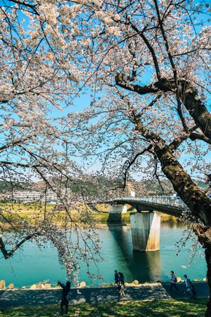 Miyagi, Japan - April 14, 2019. Cherry blossom at riverbank park of Shiroishi River in Miyagi, Japan. Hanami (cherry blossom) is a cultural symbol of Japan, one of the events to attract tourists.のeditorial素材