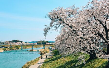 Miyagi, Japan - April 14, 2019. Cherry blossom at riverbank park of Shiroishi River in Miyagi, Japan. Hanami (cherry blossom) is a cultural symbol of Japan, one of the events to attract tourists.のeditorial素材