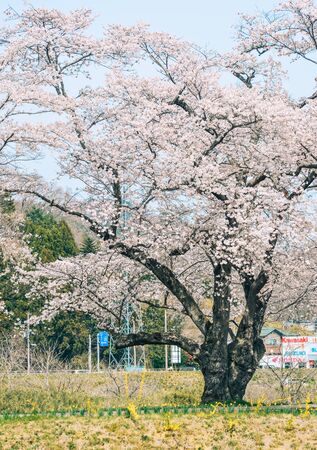 Miyagi, Japan - Apr 14, 2019.  Cherry blossom at riverbank park of Shiroishi River in Miyagi, Japan. Hanami (cherry blossom) is a cultural symbol of Japan, one of the events to attract tourists.のeditorial素材