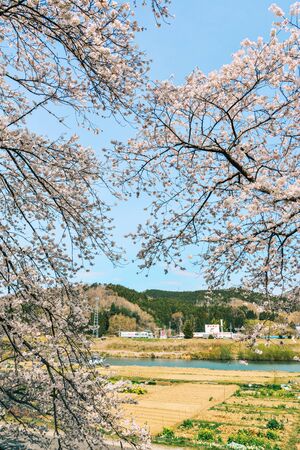 Miyagi, Japan - April 14, 2019. Cherry blossom at riverbank park of Shiroishi River in Miyagi, Japan. Hanami (cherry blossom) is a cultural symbol of Japan, one of the events to attract tourists.のeditorial素材