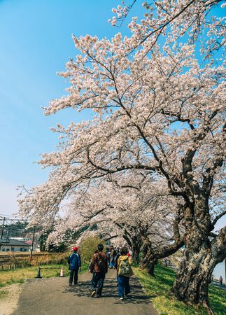 Miyagi, Japan - April 14, 2019. Cherry blossom at riverbank park of Shiroishi River in Miyagi, Japan. Hanami (cherry blossom) is a cultural symbol of Japan, one of the events to attract tourists.のeditorial素材
