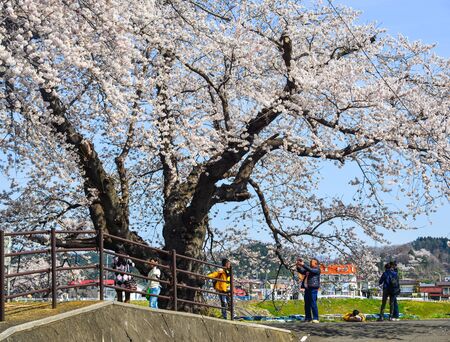 Miyagi, Japan - April 14, 2019. Cherry blossom at riverbank park of Shiroishi River in Miyagi, Japan. Hanami (cherry blossom) is a cultural symbol of Japan, one of the events to attract tourists.のeditorial素材