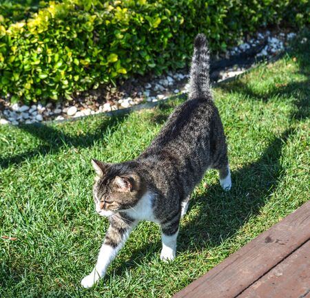 A cat playing at the garden in sunny day.の写真素材