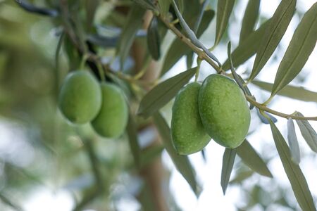 Olive fruits on the tree at sunny day in Tbilisi, Georgia.の写真素材