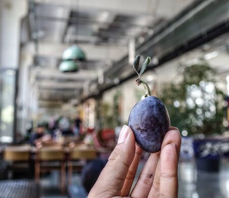 Purple plum fruits, close-up. One of the more tart varieties, these purple-skinned plums are popular in cooked applications.の写真素材