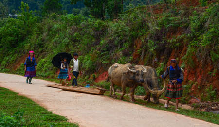 Sapa, Vietnam - May 29, 2016. People with water buffaloes walking on rural road in Sapa, Vietnam.