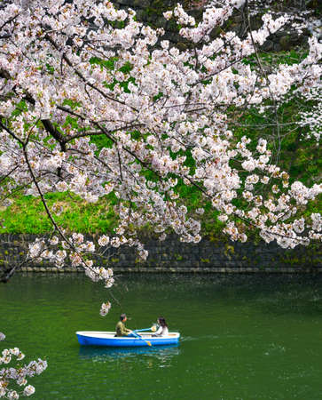 Tokyo, Japan - Apr 7, 2019. Cherry blossom in Tokyo, Japan. Hanami (cherry blossom) is a cultural...