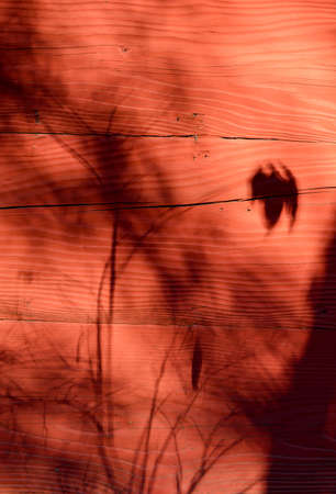 Sunlight shines on an old red wooden wall, leaves cast on it.