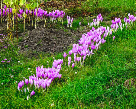 Purple wild flowers blooming at the summer in Hokkaido, Japan.の写真素材