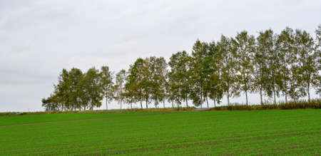 Beautiful rural scenery of Furano, Japan. Furano known for the pleasant and picturesque rural landscapes.の写真素材
