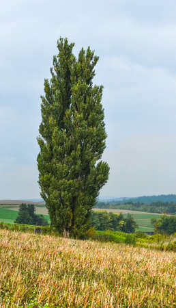 Beautiful rural scenery of Furano, Japan. Furano known for the pleasant and picturesque rural landscapes.の写真素材