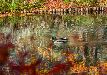 Duck on autumn pond in Karuizawa Town, Japan.の写真素材