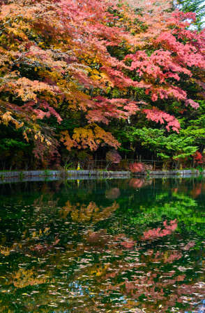 Beautiful lake view in autumn in Karuizawa, Japan, with many maple trees turning bright red.の写真素材