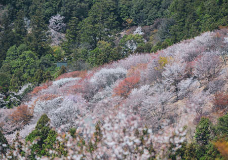 Cherry blossom in Yoshino, Nara, Japan. The annual cherry blossom festival is a cultural tradition for thousands of years in Japan.の写真素材