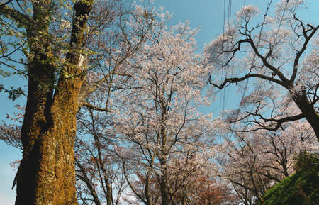 Cherry blossom in Yoshino, Nara, Japan. The annual cherry blossom festival is a cultural tradition for thousands of years in Japan.の写真素材