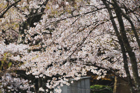 Cherry blossom in Yoshino, Nara, Japan. The annual cherry blossom festival is a cultural tradition for thousands of years in Japan.の写真素材
