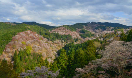 Cherry blossom in Yoshino, Nara, Japan. The annual cherry blossom festival is a cultural tradition for thousands of years in Japan.の写真素材