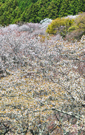 Cherry blossom in Yoshino, Nara, Japan. The annual cherry blossom festival is a cultural tradition for thousands of years in Japan.の写真素材